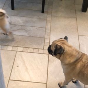 Meet your Posher, Timothy